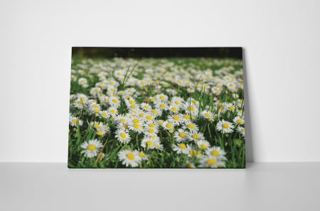 Tablou canvas : Camp de musetel [1]