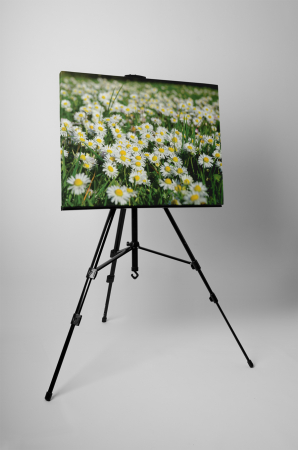 Tablou canvas : Camp de musetel [2]