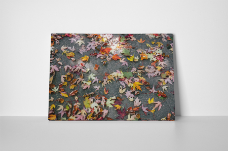 Tablou canvas : Frunze colorate de toamna [1]