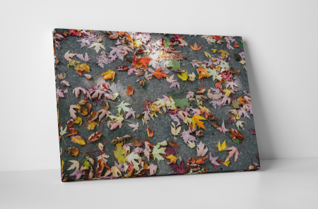 Natură - Tablou canvas : Frunze colorate de toamna