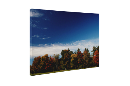 Tablou canvas : Padure [4]