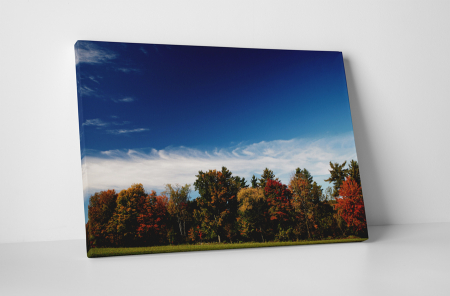 Peisaje - Tablou canvas : Padure