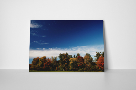 Tablou canvas : Padure [1]