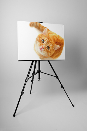Tablou canvas : Pisica [2]