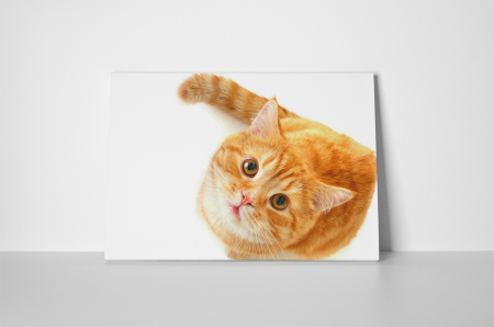 Tablou canvas : Pisica [1]