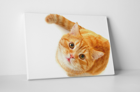 Animale - Tablou canvas : Pisica