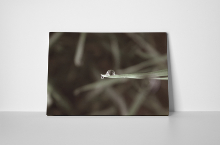 Tablou canvas : Un strop de apa [1]