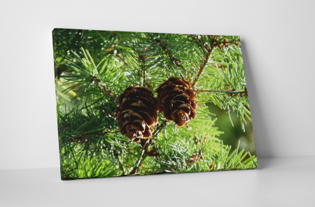 Natură - Tablou canvas : Doua conuri