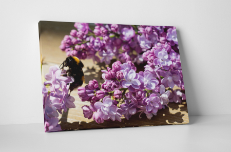 Tablouri Canvas - Tablou canvas : Liliac mov