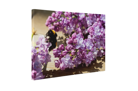 Tablou canvas : Liliac mov [4]