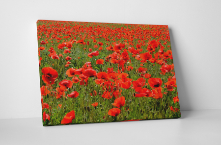 Tablouri Canvas - Tablou canvas : Sute de maci