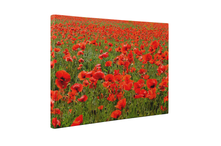 Tablou canvas : Sute de maci [4]