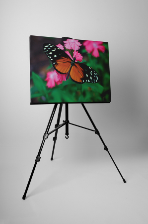 Tablou canvas : Butterfly [2]