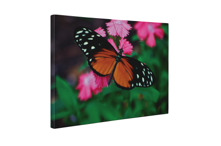 Tablou canvas : Butterfly [4]