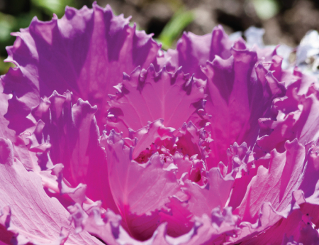 Tablou canvas : Purple flower [3]