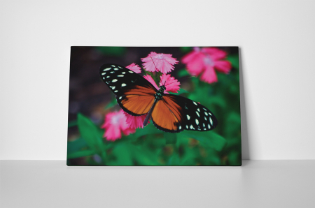 Tablou canvas : Butterfly [1]