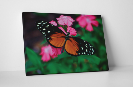 Animale - Tablou canvas : Butterfly