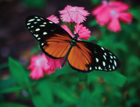 Tablou canvas : Butterfly [3]