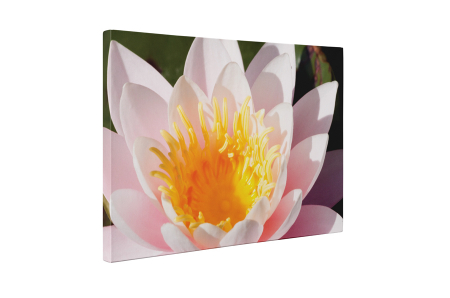 Tablou canvas : Frumoasa dalie [4]