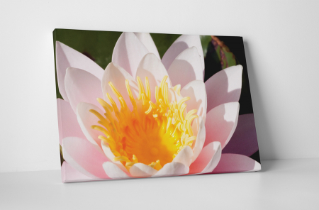 Tablouri Canvas - Tablou canvas : Frumoasa dalie