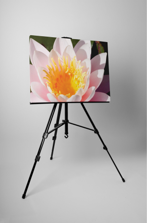 Tablou canvas : Frumoasa dalie [2]