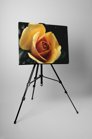 Tablou canvas : Trandafir galben [2]