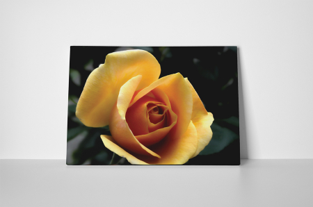 Tablou canvas : Trandafir galben [1]