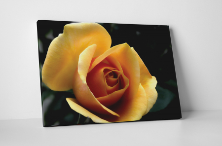 Tablouri Canvas - Tablou canvas : Trandafir galben