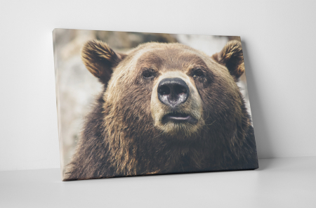 Animale - Tablou canvas : Ursul