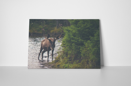 Tablou canvas : Cerbul in apa [1]