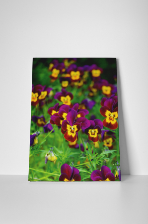 Tablou canvas : Panselute [1]