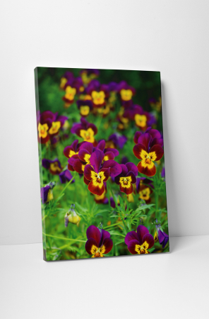 Tablouri Canvas - Tablou canvas : Panselute
