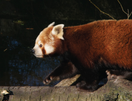 Tablou canvas : Panda rosu [3]