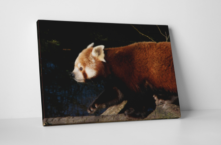 Animale - Tablou canvas : Panda rosu