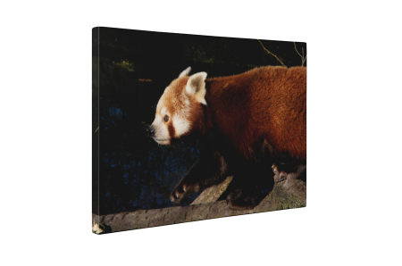 Tablou canvas : Panda rosu [4]