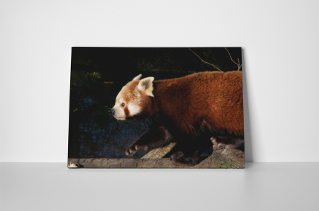 Tablou canvas : Panda rosu [1]