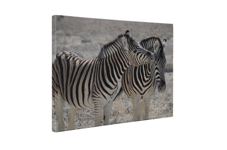Tablou canvas : Familie de zebre [4]