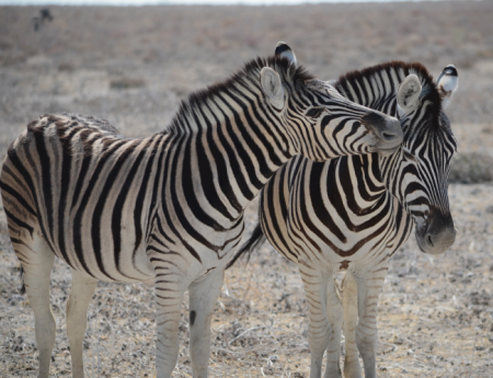 Tablou canvas : Familie de zebre [3]