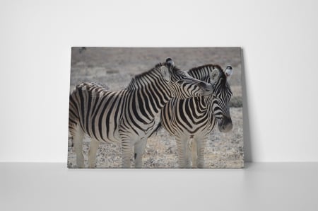 Tablou canvas : Familie de zebre [1]