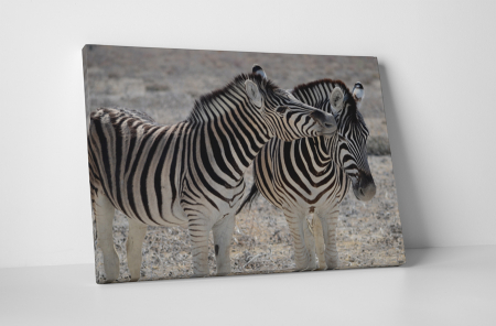 Animale - Tablou canvas : Familie de zebre