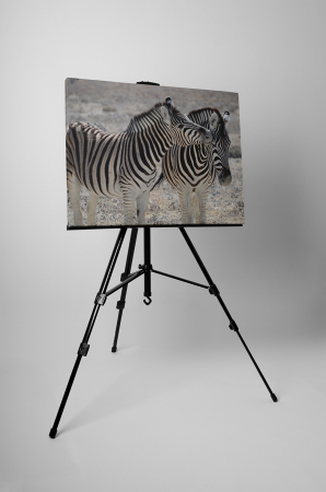 Tablou canvas : Familie de zebre [2]