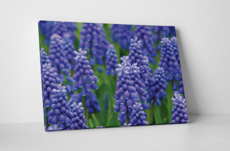 Tablouri Canvas - Tablou canvas : Muscari armeniacum