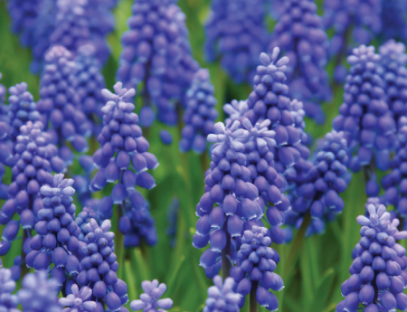 Tablou canvas : Muscari armeniacum [3]