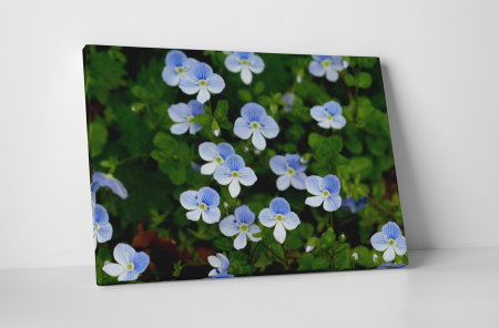 Tablouri Canvas - Tablou canvas : Flori marunte