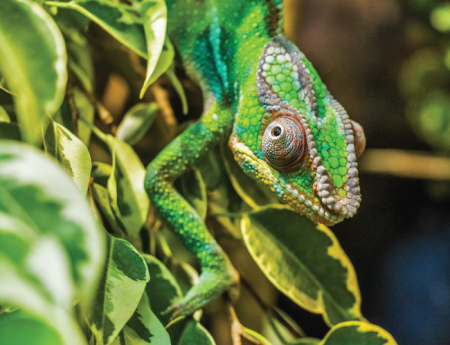 Tablou canvas : Chameleon [3]