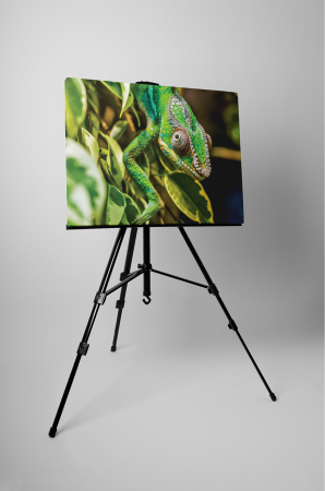 Tablou canvas : Chameleon [2]