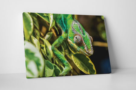 Animale - Tablou canvas : Chameleon