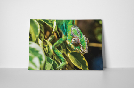 Tablou canvas : Chameleon [1]
