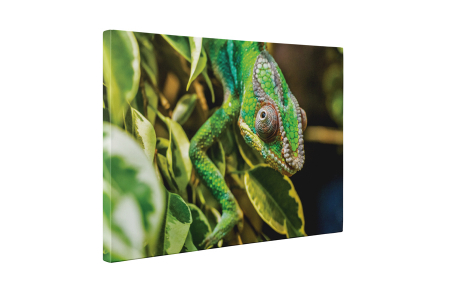 Tablou canvas : Chameleon [4]