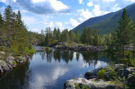 Beautiful Forest Stream [1]